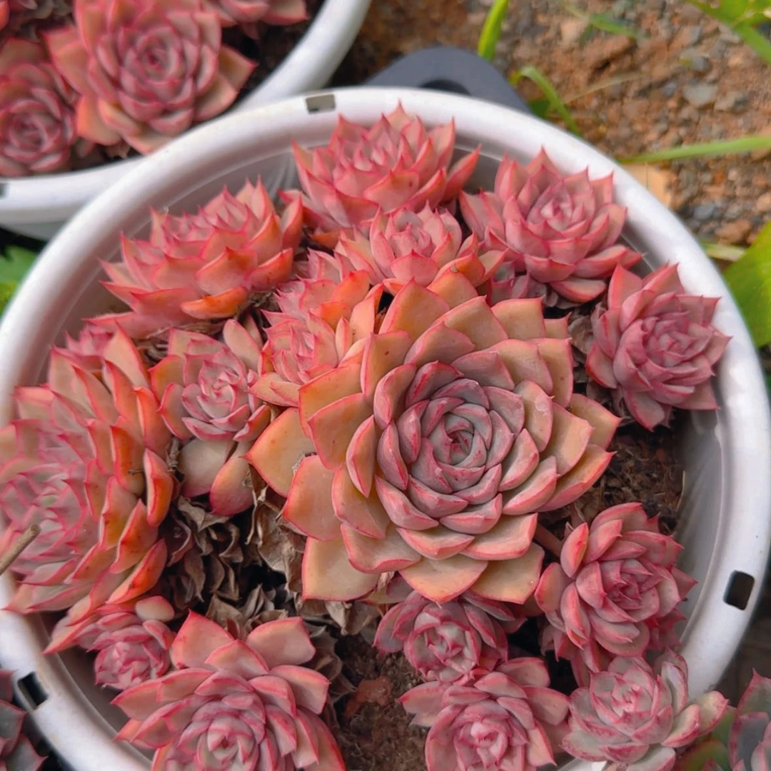 【闪购商品】爱格利亚玫瑰29.9