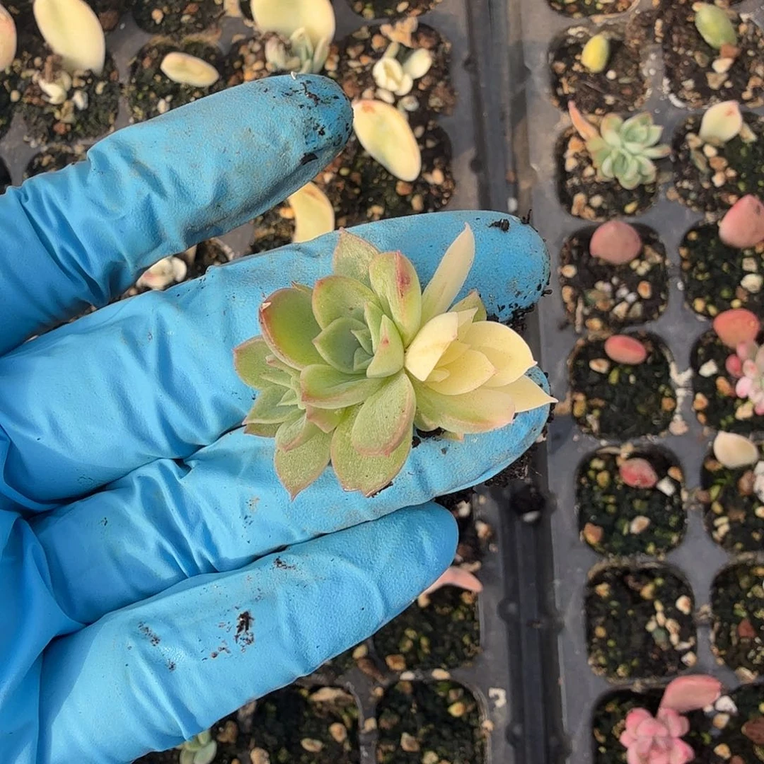 富****）新圣骑兵锦，阴阳叶插苗