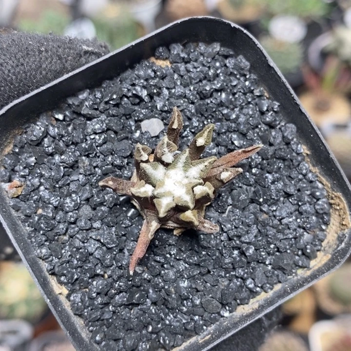 实生黑牡丹245号2.3cm