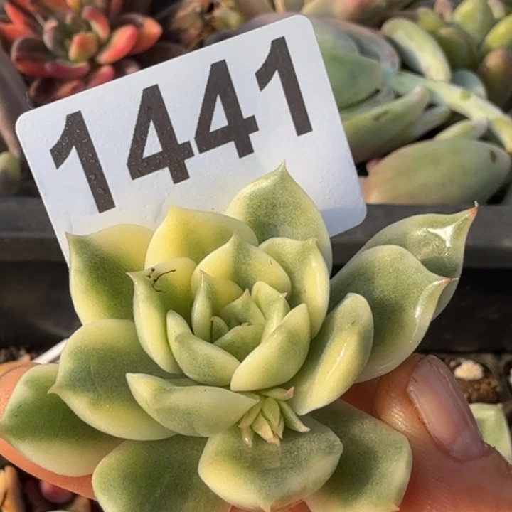 头盖无根多肉植物满18包邮当场凑单不满单隔天发顺丰到付