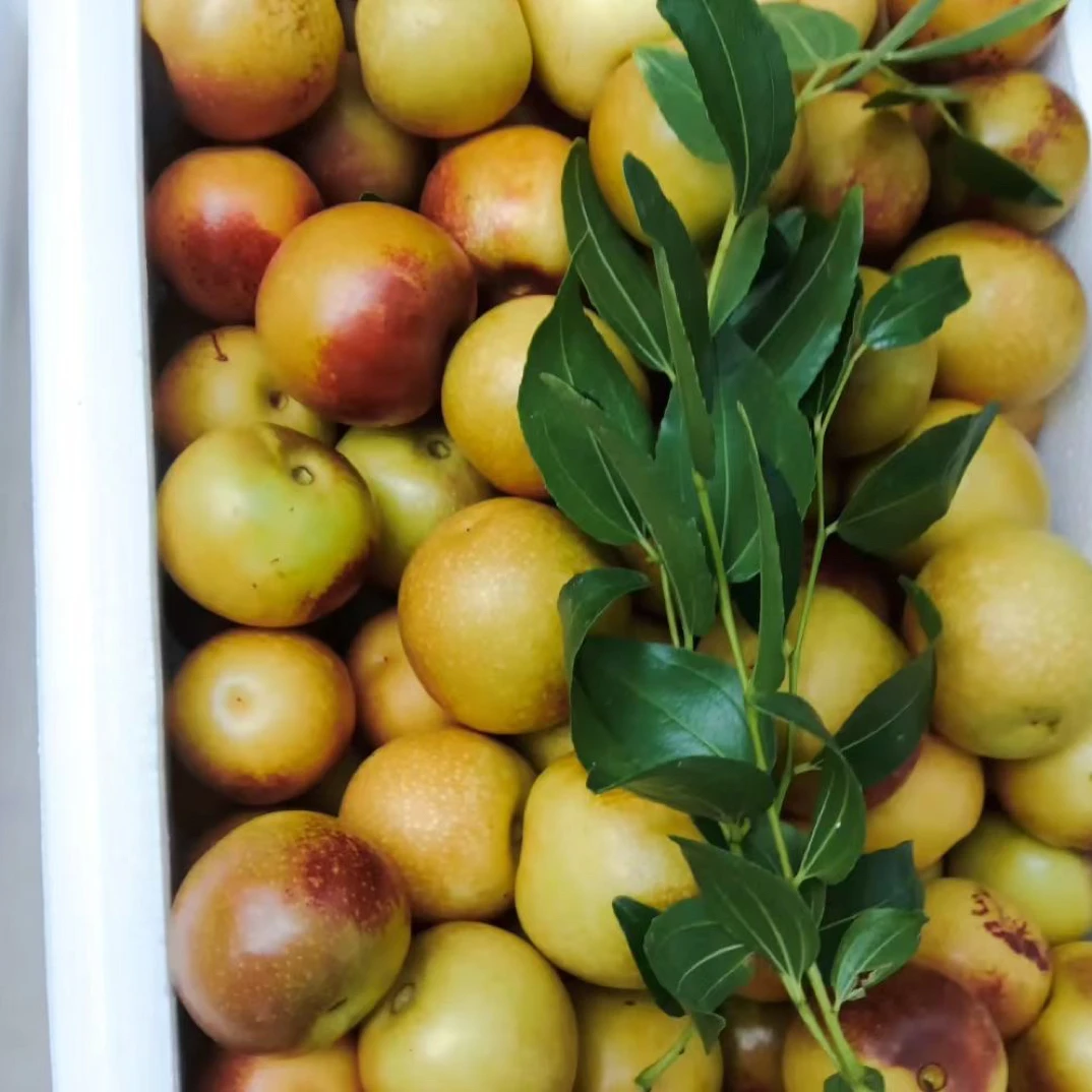 正宗山东沾化富硒冬枣现摘现发新鲜东枣