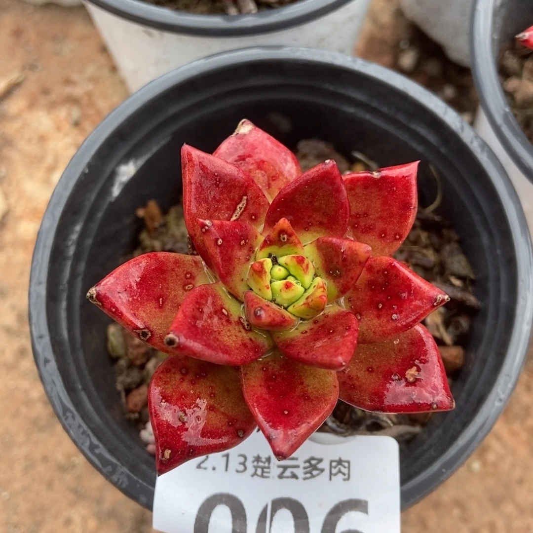 006绿玫瑰多肉植物