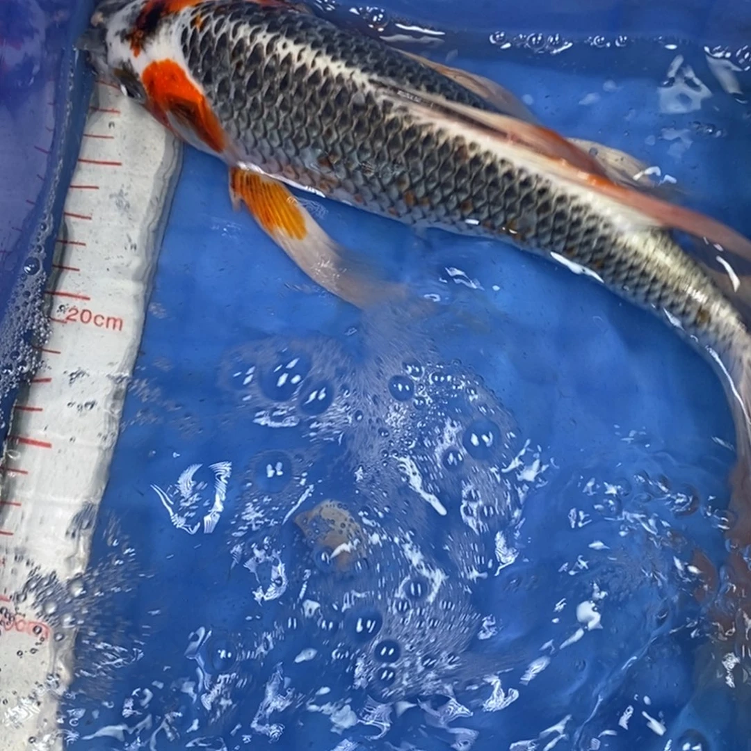 锦鲤冷水锦鲤包邮