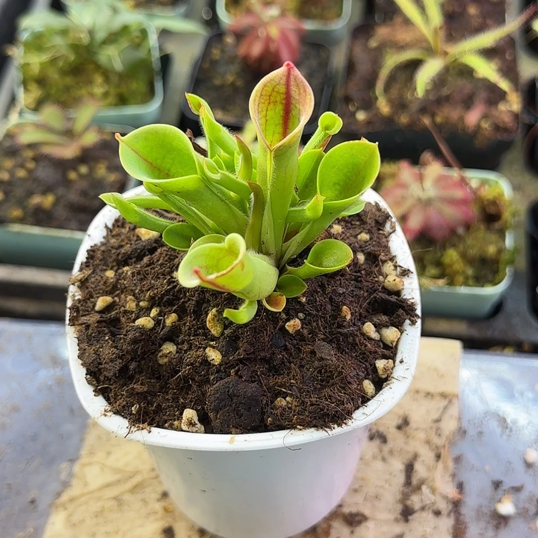 完全开放小太阳瓶子草