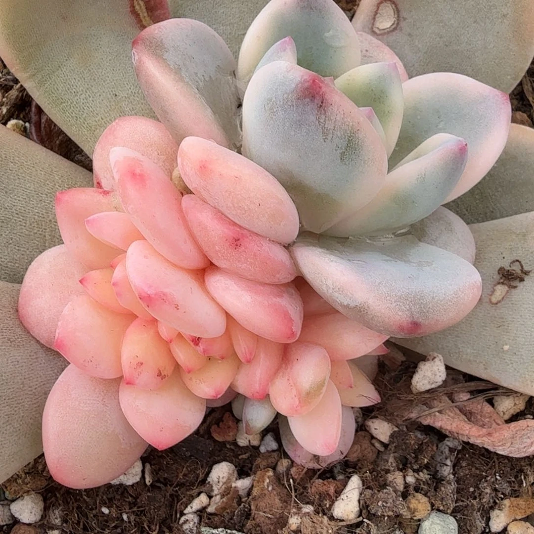 橙梦露锦底座，多肉植物