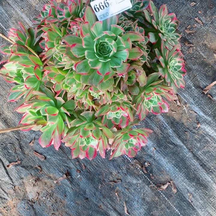 多肉植物万彩灯666