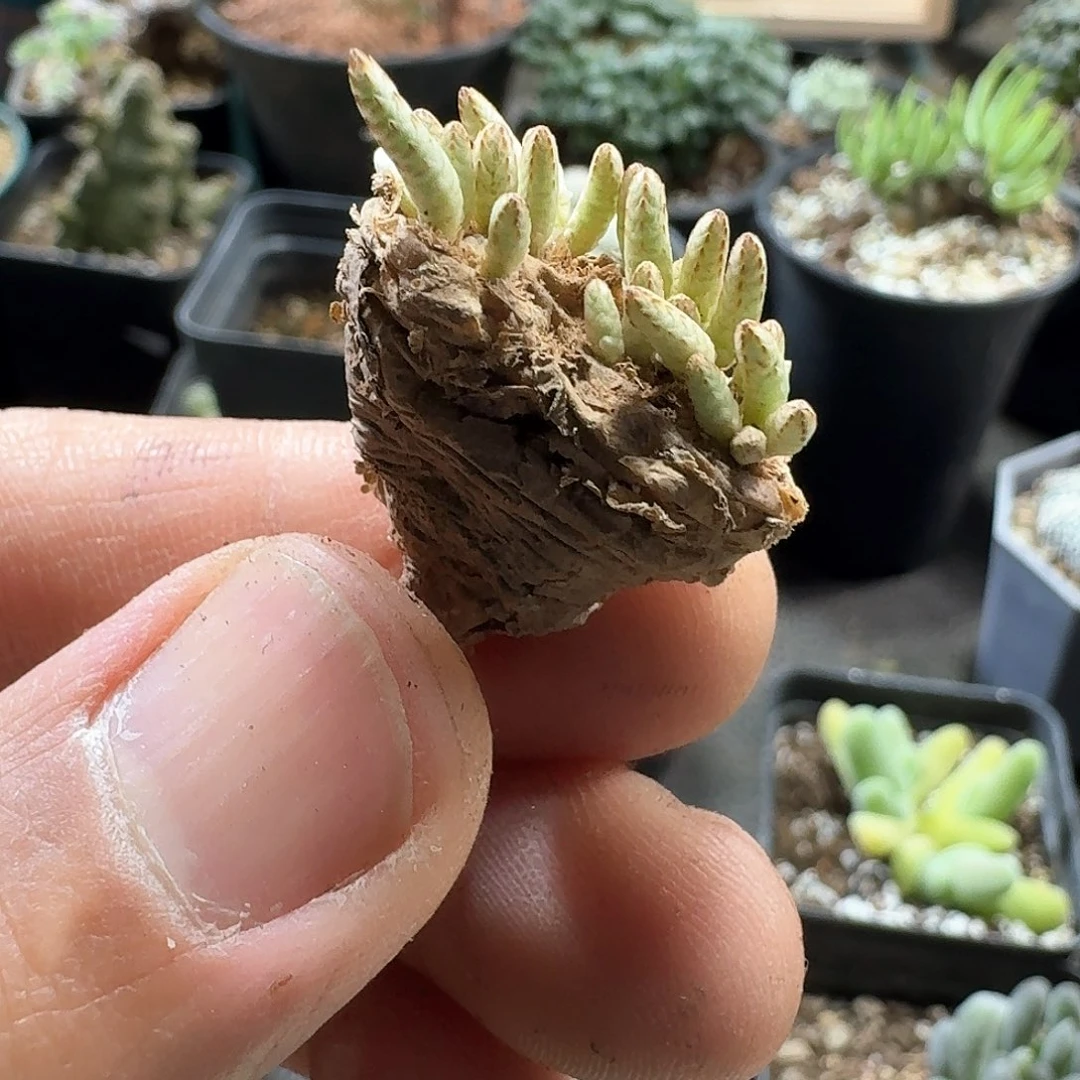 181韧锦脱土发货