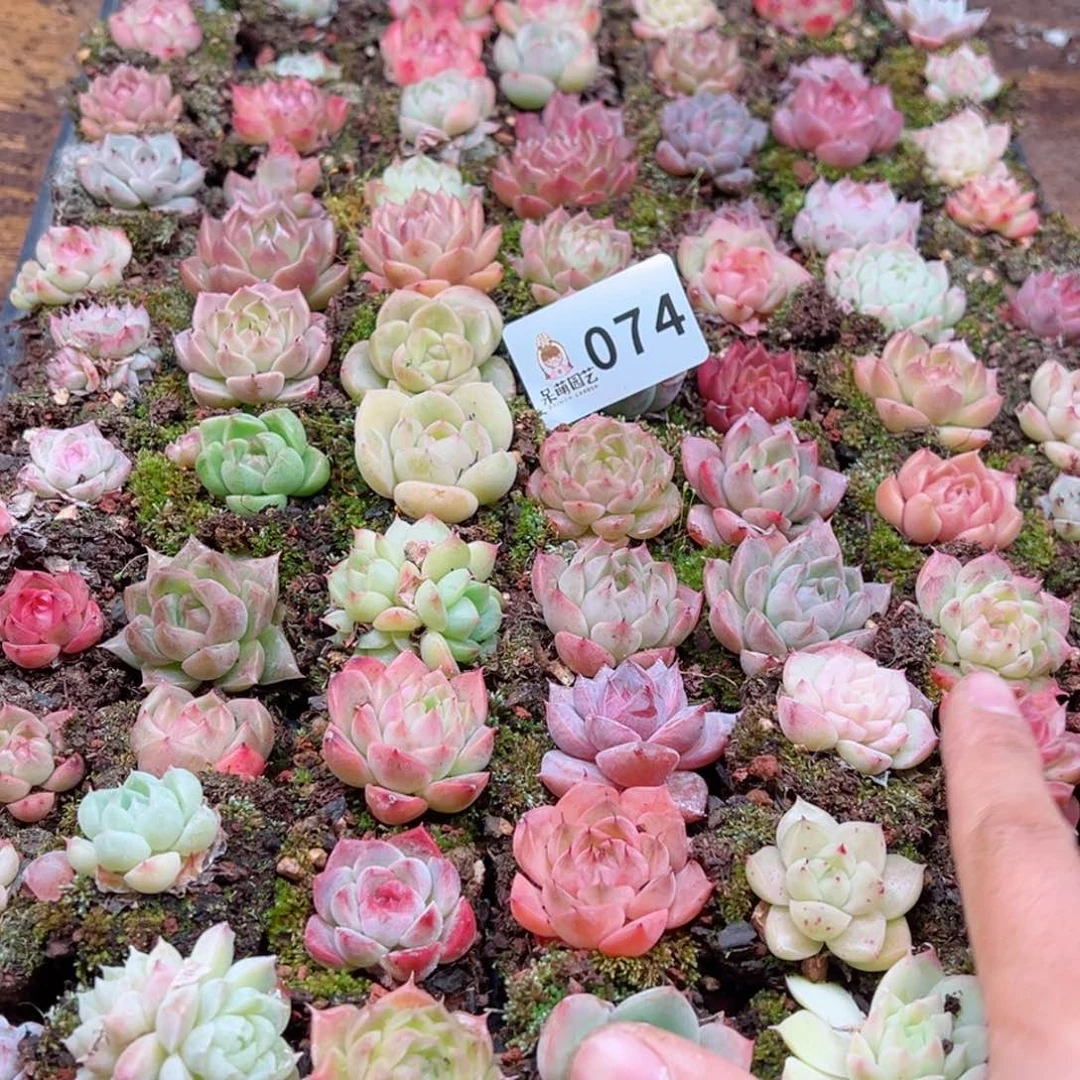 ?**?多肉植物多肉植物