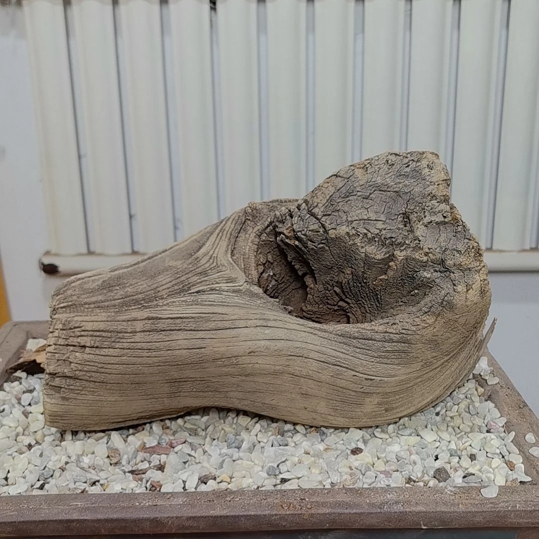 檀香紫檀（小叶紫檀）古**香