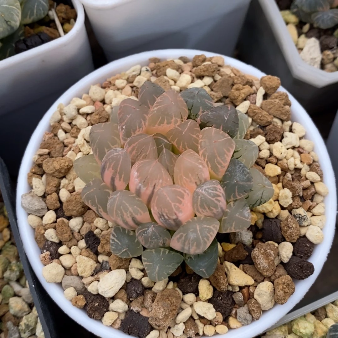 一颗实生糊斑玉露锦 开播福利