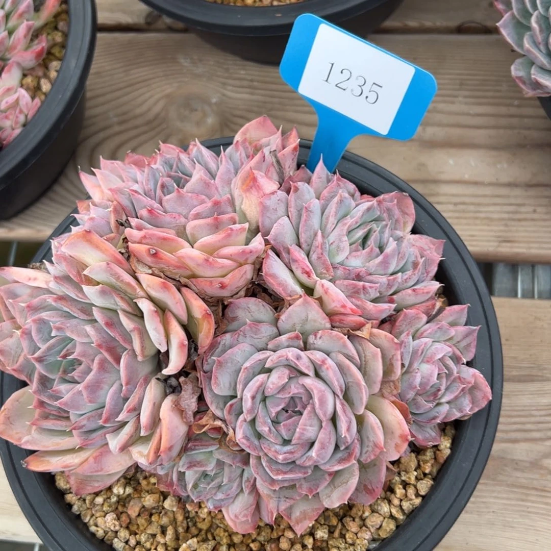 本*1235肉多哦多哦多哦肉