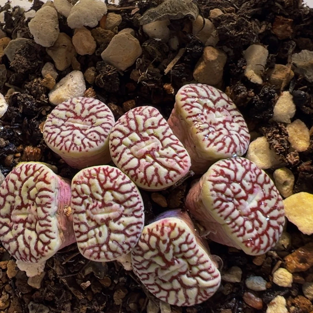 65多肉植物百科知识