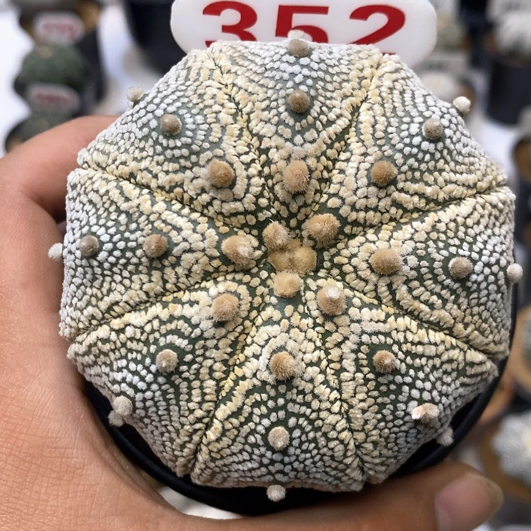 352特色大型岩田奇迹福利系列