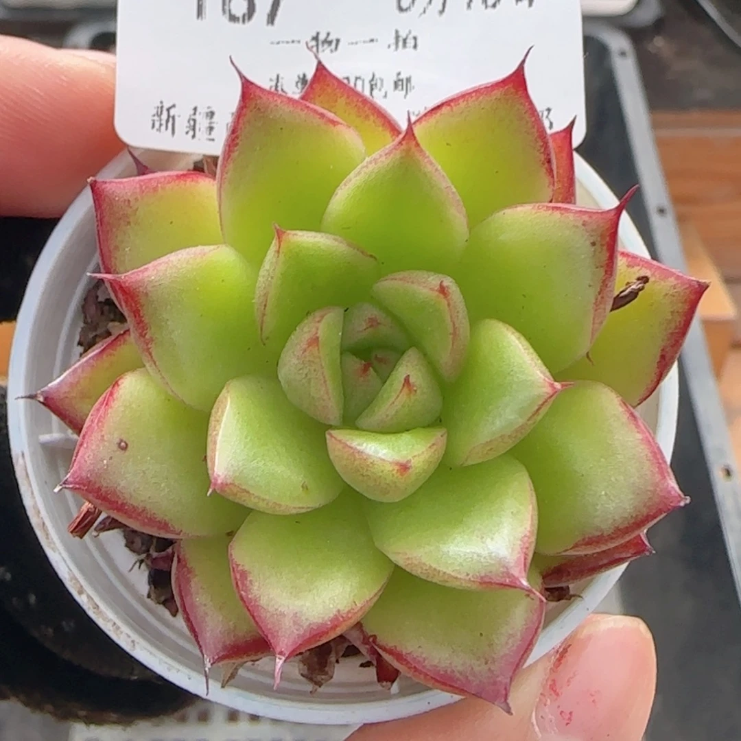 0618-167福利福利