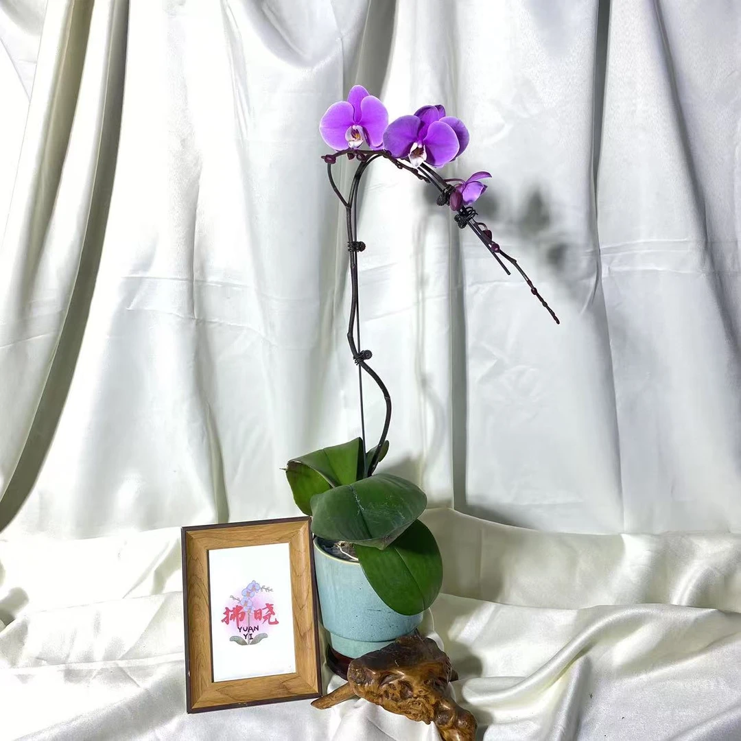拂晓蝴蝶兰（赛冰冰带花）开花珠发货