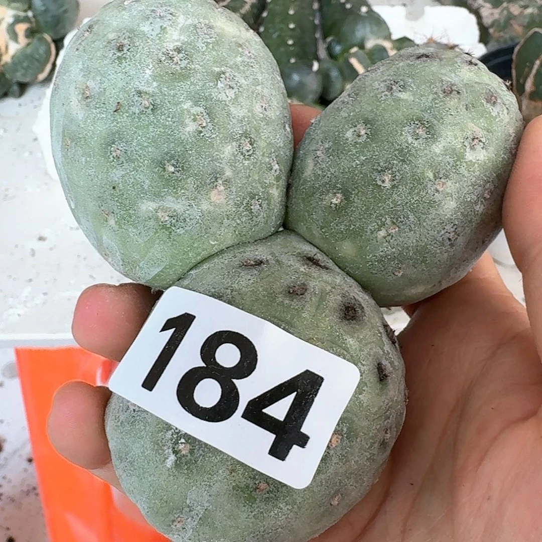 【闪购商品】无花朵仙**飘洞洞习184