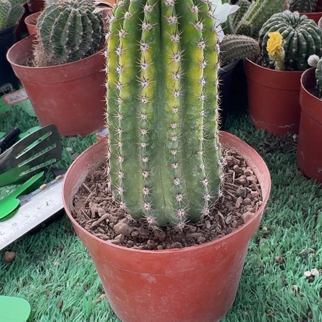 徐****紫薇星毛花柱一颗，福利价