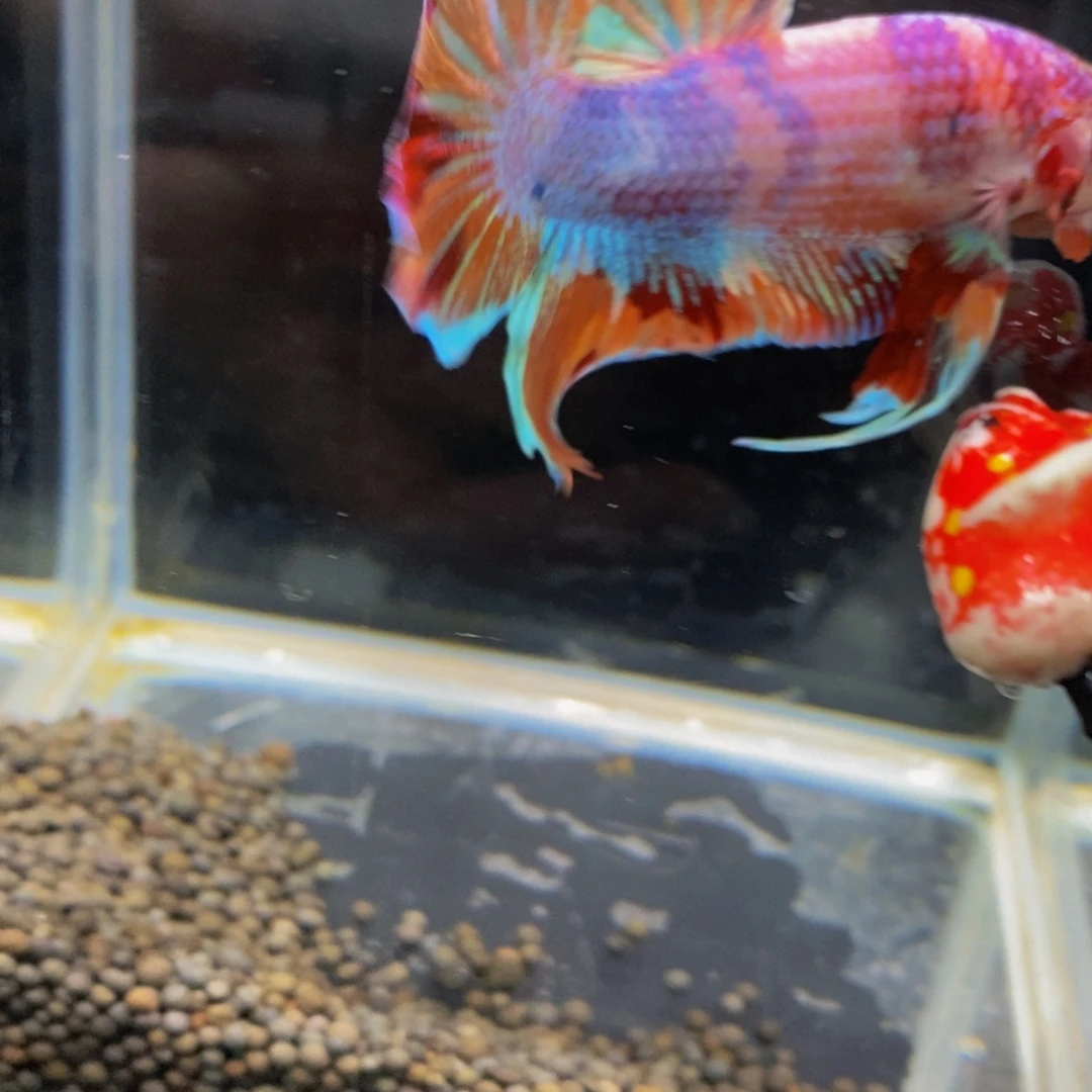 斗鱼219巨斗111111