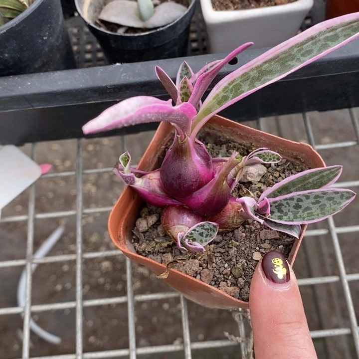 伯克利和他的朋友在一起的