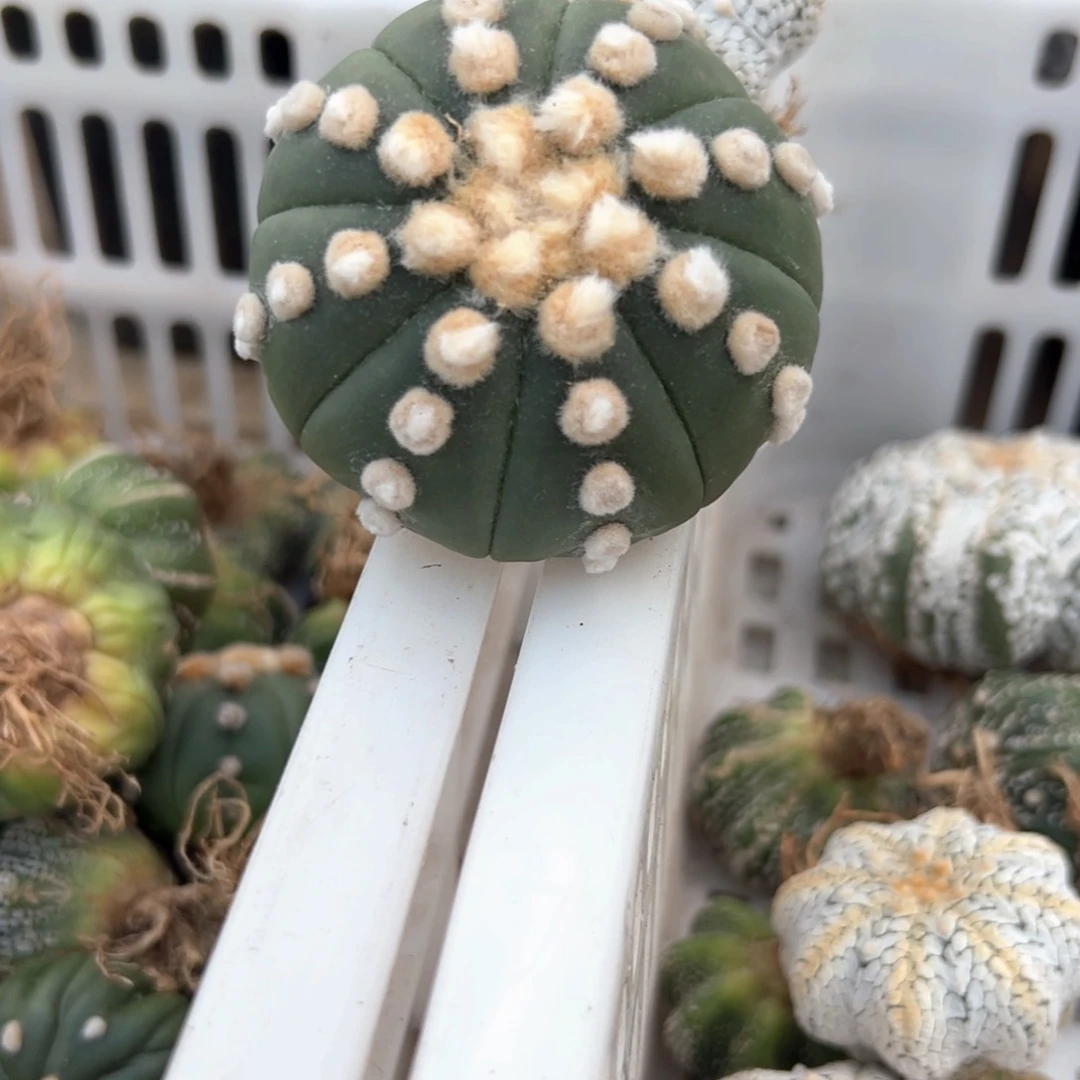 手***1琉璃兜仙人球多肉植物