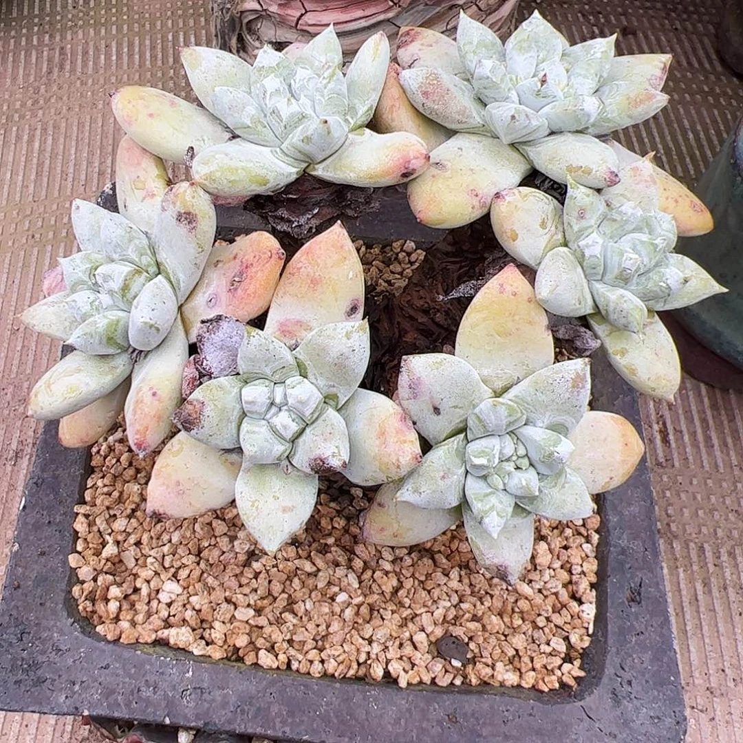 ～***木3622拇指苹果叶仙女杯