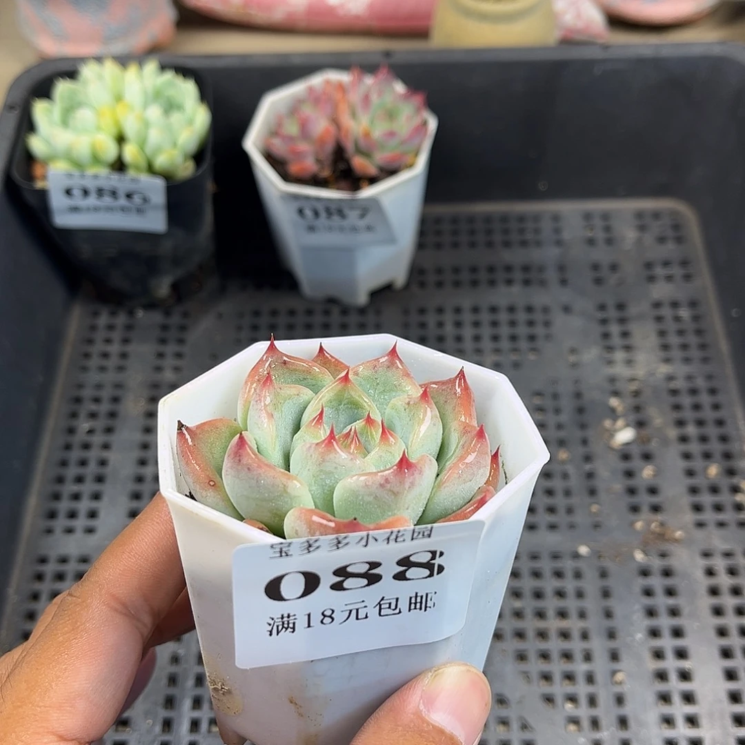婚戒到手一颗一物一拍满18包邮