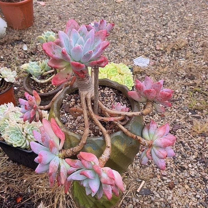 奥普29124多肉植物