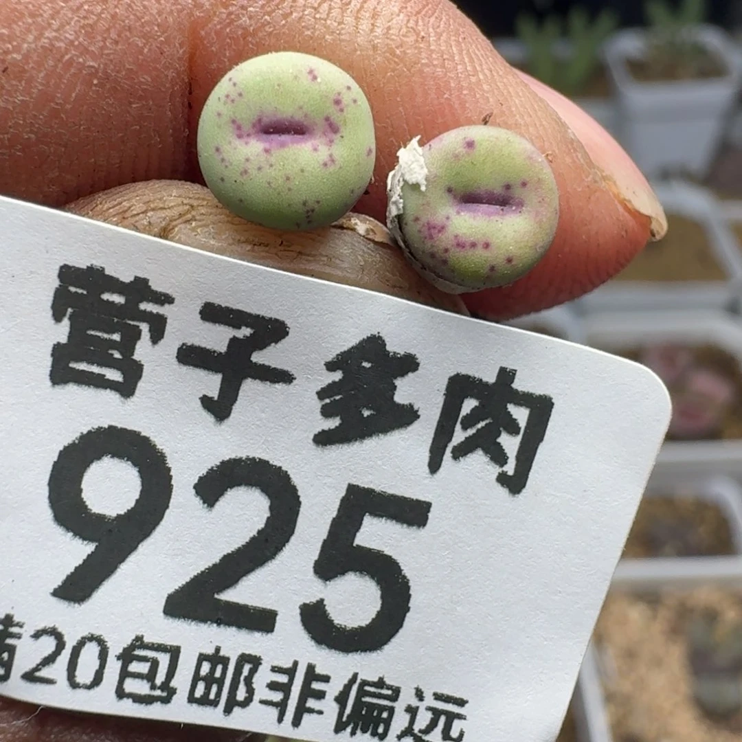 1380b.     两颗。