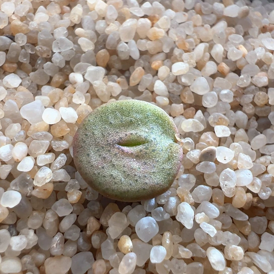 679优选金币单头一颗