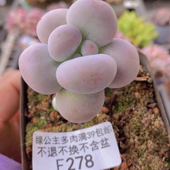 芭比奶洛278多肉植物