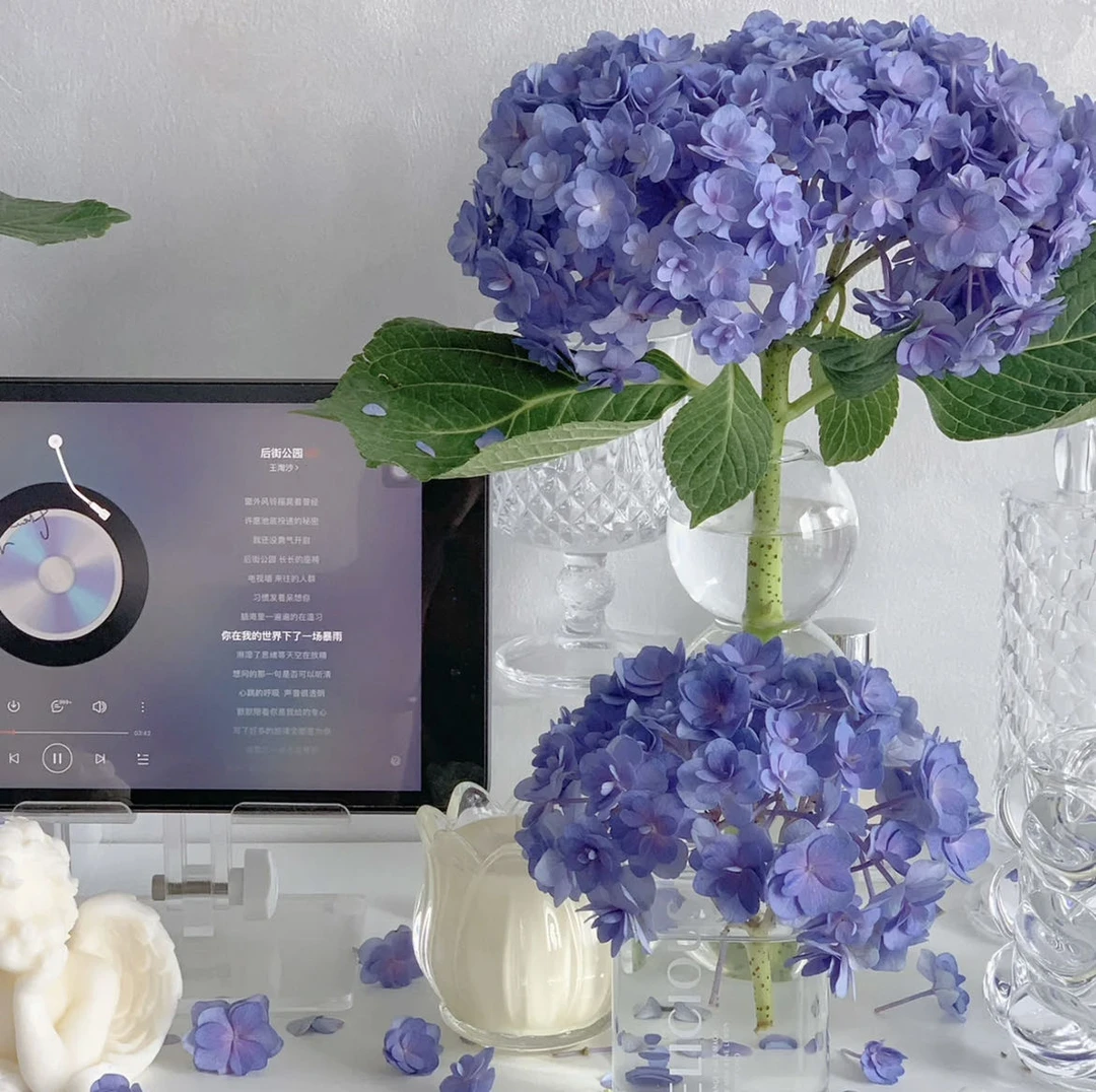 【小阿阮】#重瓣蓝紫#绣球·A级鲜花夏天清新家庭插花装饰 顺丰冷链