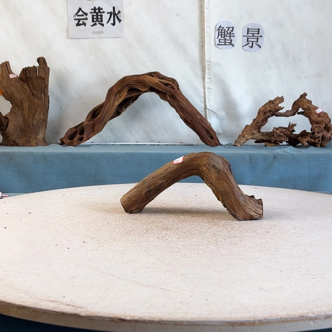 @***民沉木造景寄居蟹造景