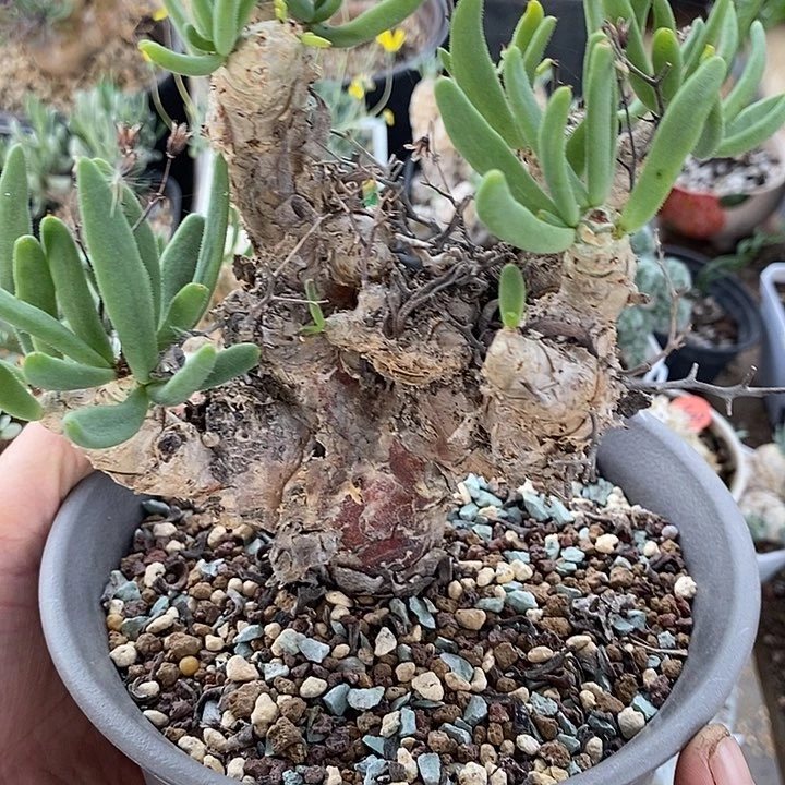 829万物想带盆一一一一一一一