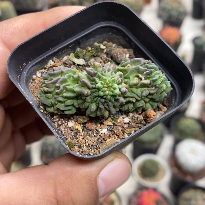 蝌蚪球群特价福利