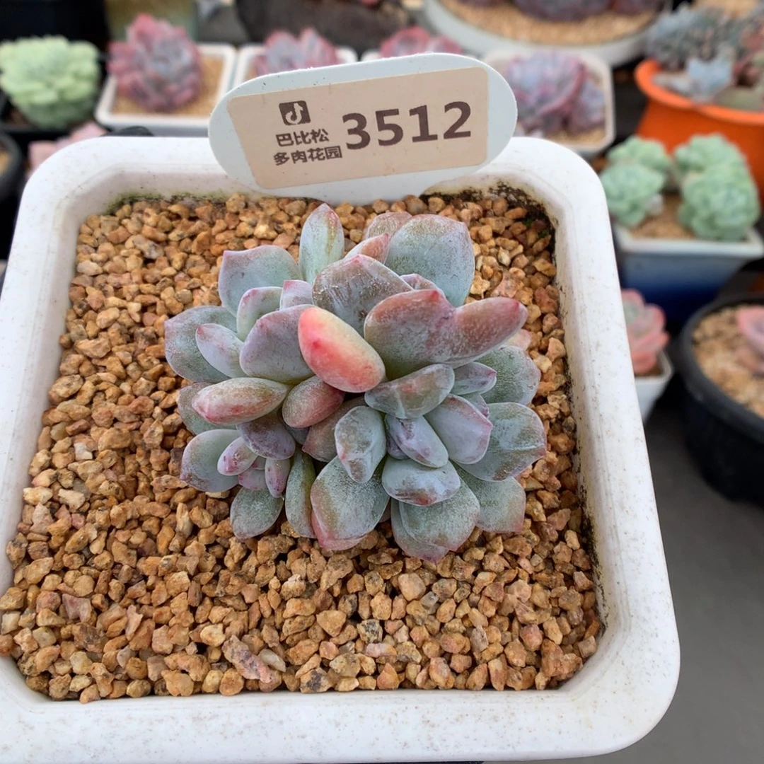 3512 星影石化朵朵缀