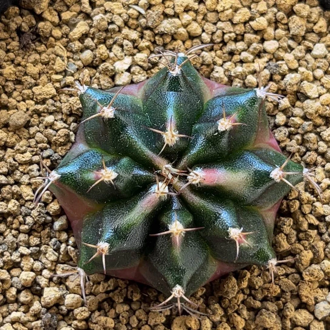 粉豪臀 米哈仙人球