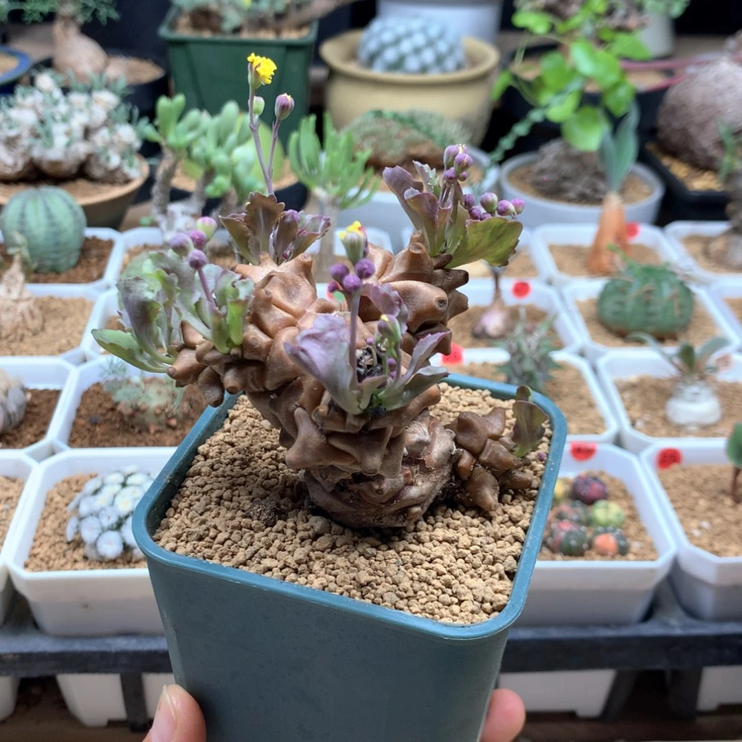 蛮鬼塔厚敦菊母本带盆