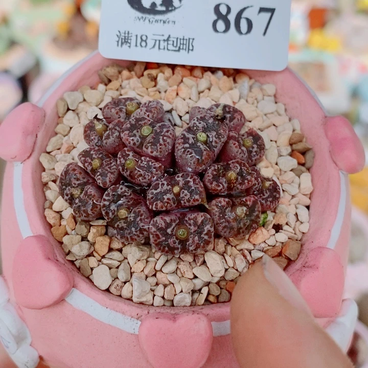 生石花花花花花花花867