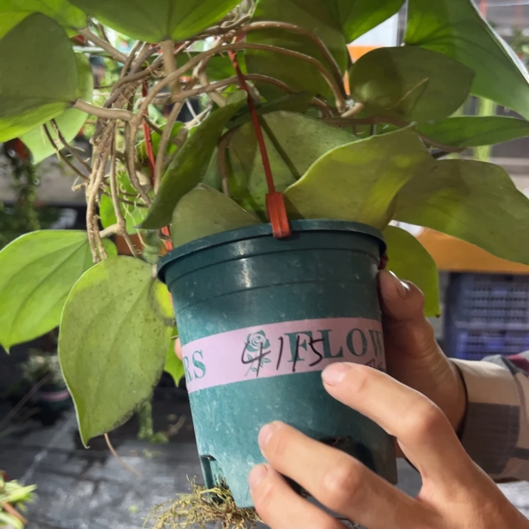 小***雨无花朵巴莱安球兰