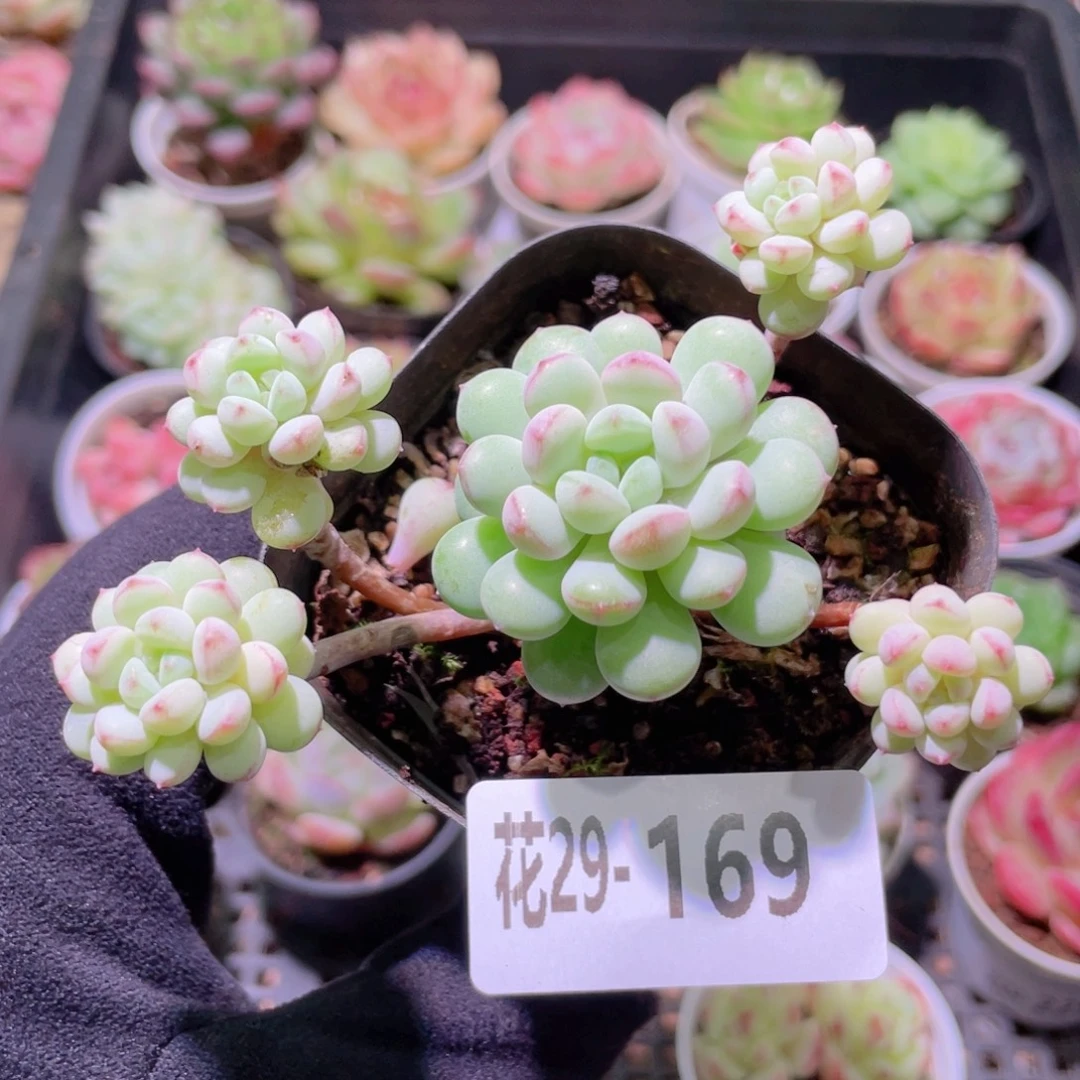 花利美29-169珍珠豆