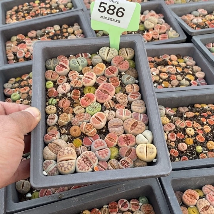 芷*整盆发货586长