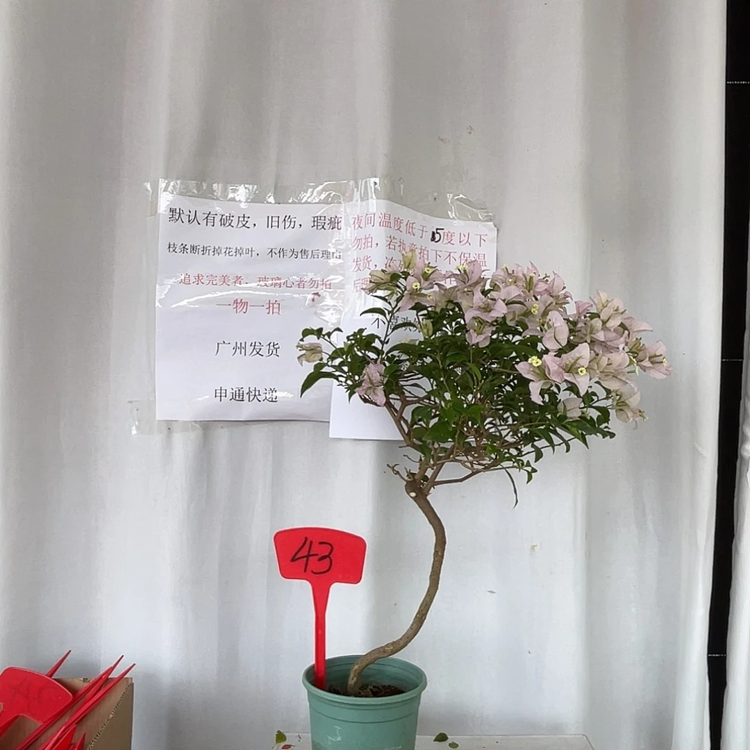 当前无花栽培后可以开花43苹果花