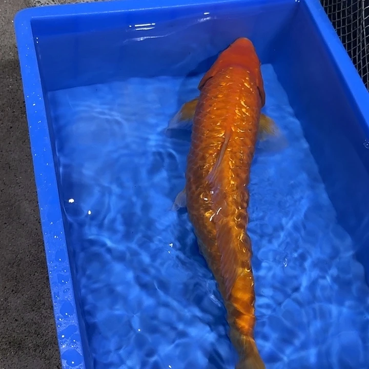 海水赤目芒果介子