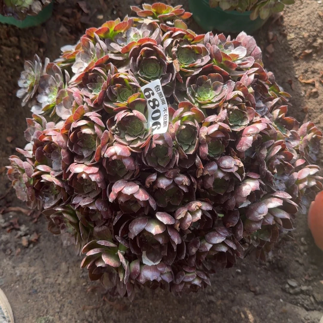 法师黑魔6806 17-7