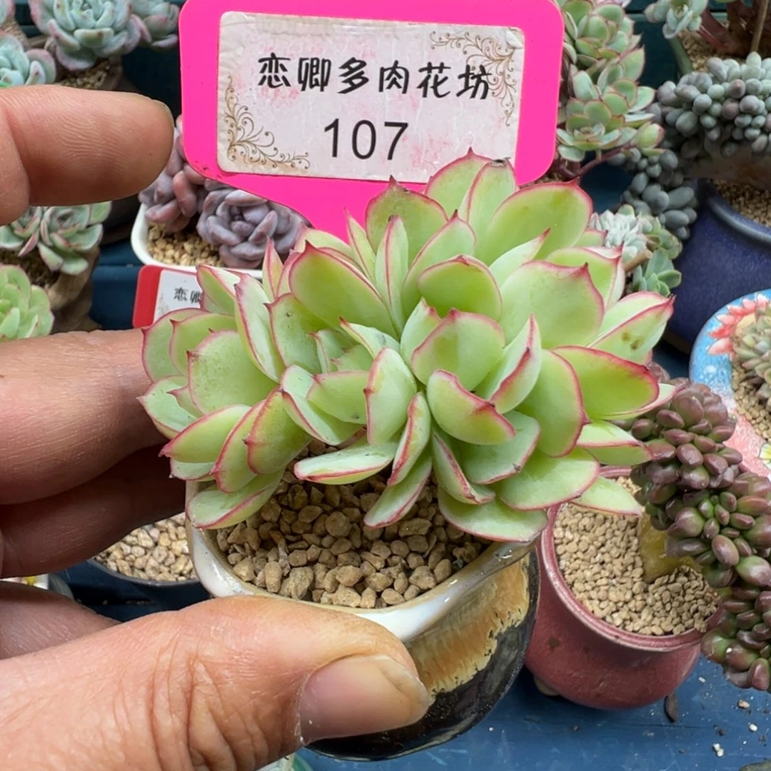 107号牡丹停朵朵缀0000