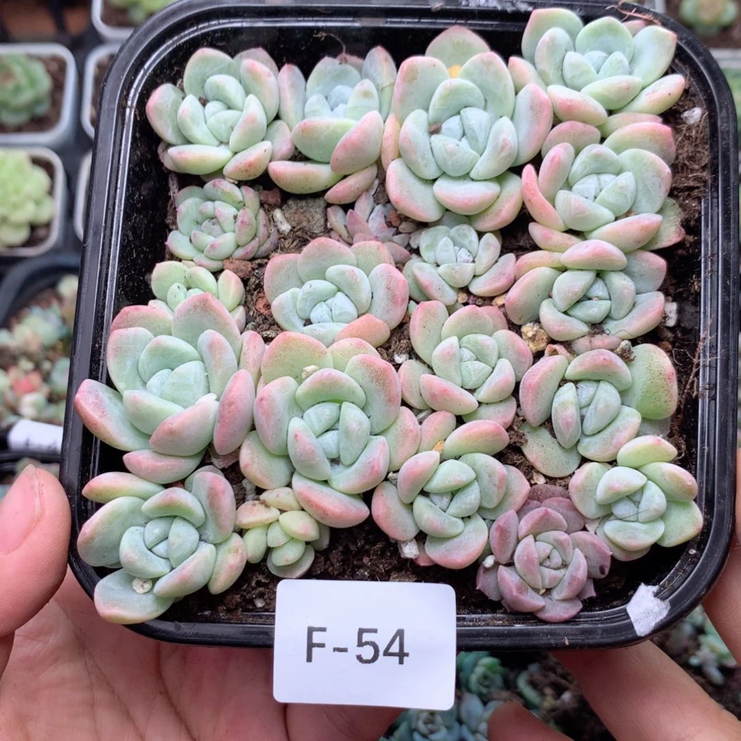 无花朵F54英语英语