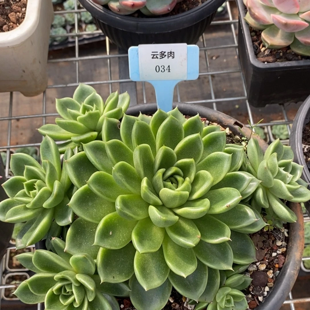 x034-有伤福利  白玫瑰