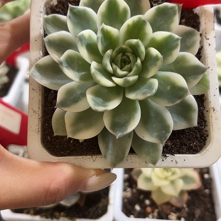 808爱丽卡锦多肉植物