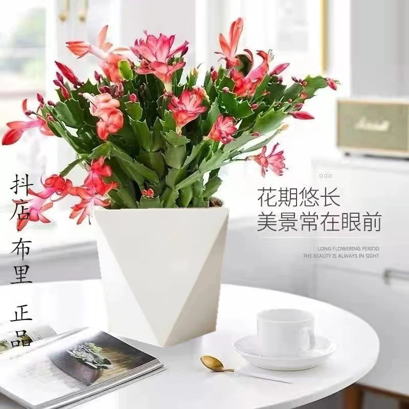 【菱形盆】蟹爪兰带花苞高档阳台室内客厅四季花卉绿植盆栽常年开花