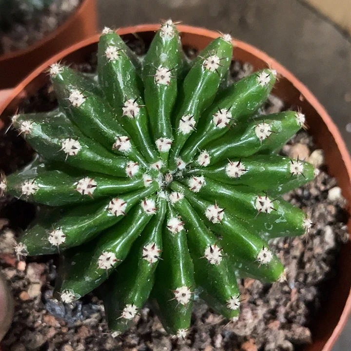 实生彩草带盆土发货